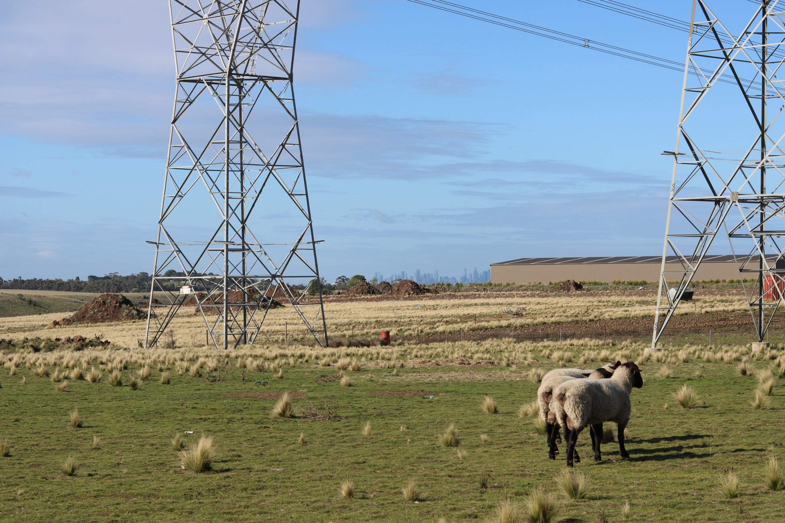 Image of Sheep and Transmission
