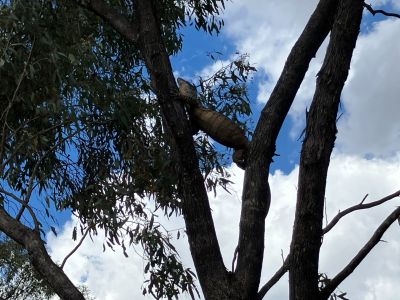 Lace Monitor spotted during survey.