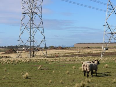 Sheep and transmission near Digger's Rest. 
